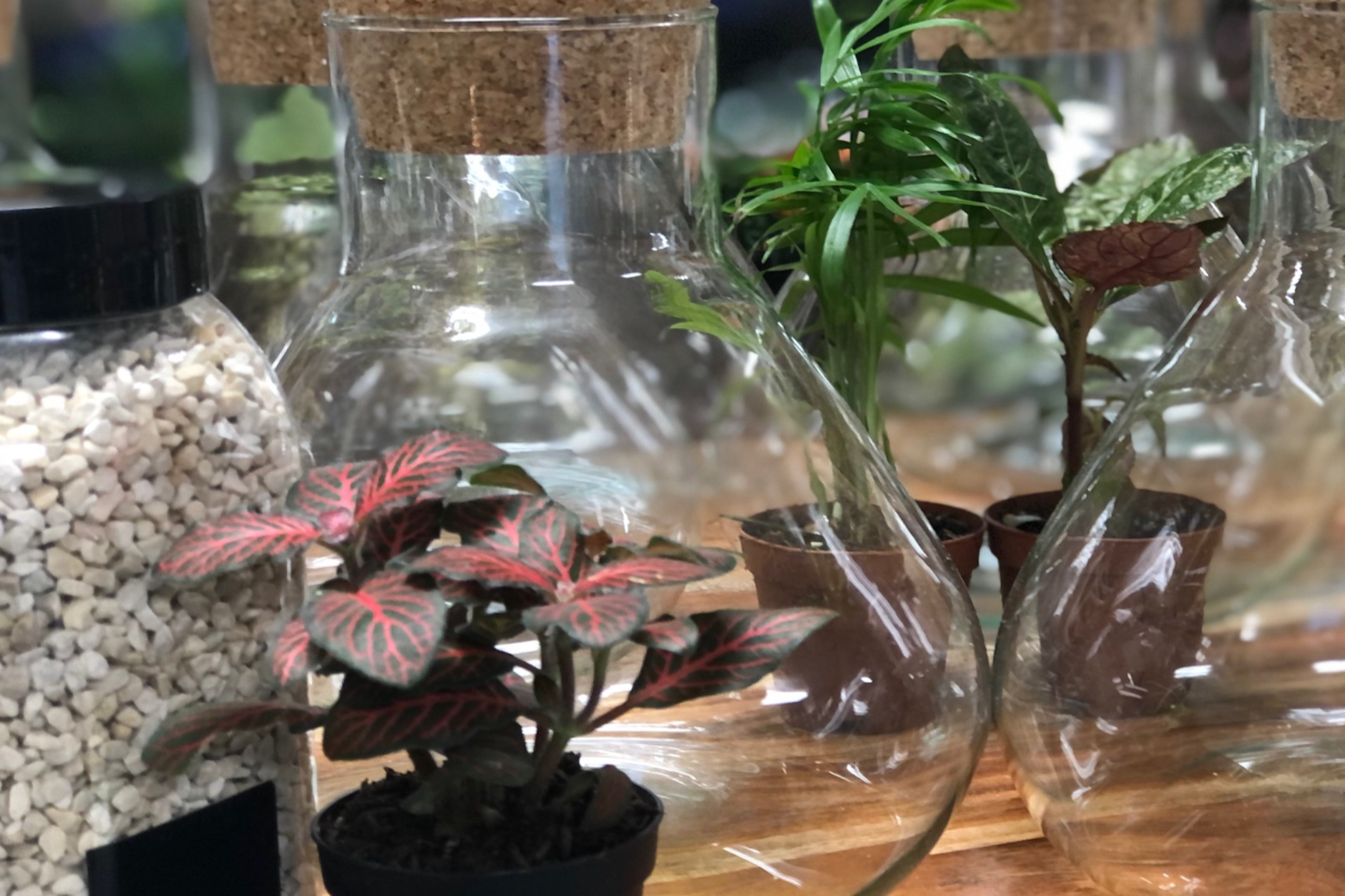 DIY: Terrarium – Madison Flower Shop